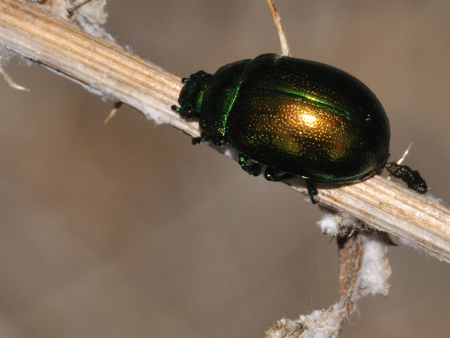 Chrysolina cfr herbacea